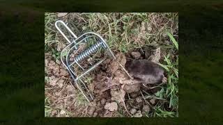 Mole Trap