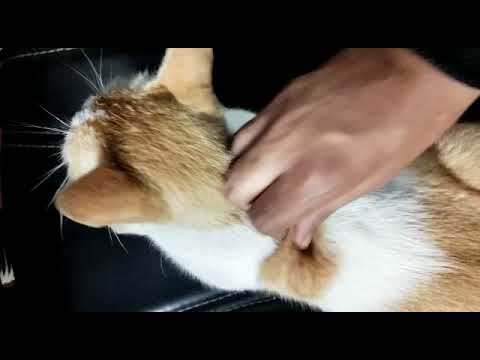 It's pajju time ❣️😀 #Pajjucat #cats  #catlovers