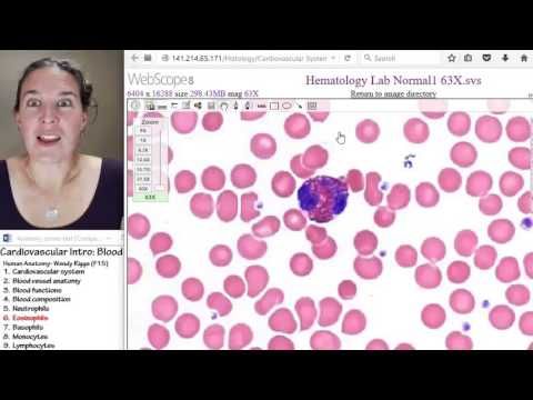 Blood 6- Eosinophils
