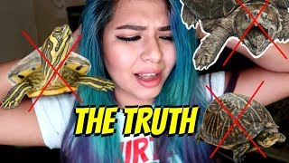 WHY TURTLES MAKE TERRIBLE PETS (turtle care)