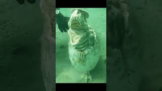 Download lagu Penemuan fosil dinosaurus tertua di dunia mp3