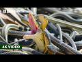 How Do Female Snakes Pick A Mate A Perfect Planet 4K UHD BBC Earth