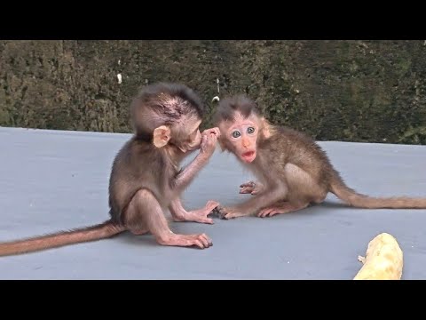 YOU WON'T BELIEVE IT, FREEA THE MONKEY WAS HYSTERIC WHEN HIS MATTRESS DISAPPEARED