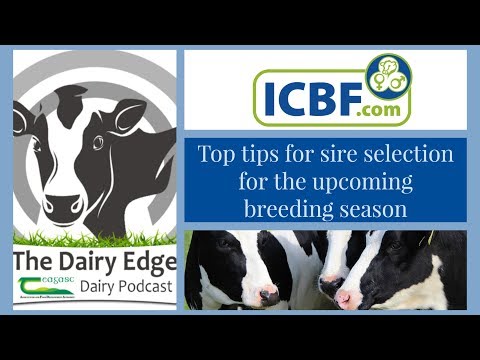 Top tips for sire selection for the upcoming breeding season