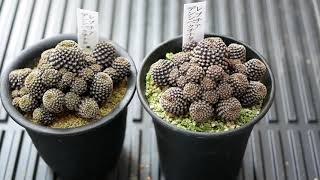 [品種紹介]多肉植物 サボテン Rebutia densipectinata[レブチア デンシペクチナタ]