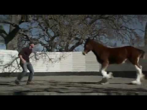 Budweiser 2013 Superbowl Commercial - Brotherhood Tommie Turvey Trained Clydesdales
