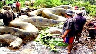 8 Deadliest Amazon River Snakes