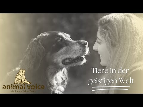 Tiere in der geistigen Welt – Kontakt mit verstorbenen Haustieren