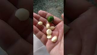 Download lagu obat penurun gula darah dan kolesterol#shorts mp3