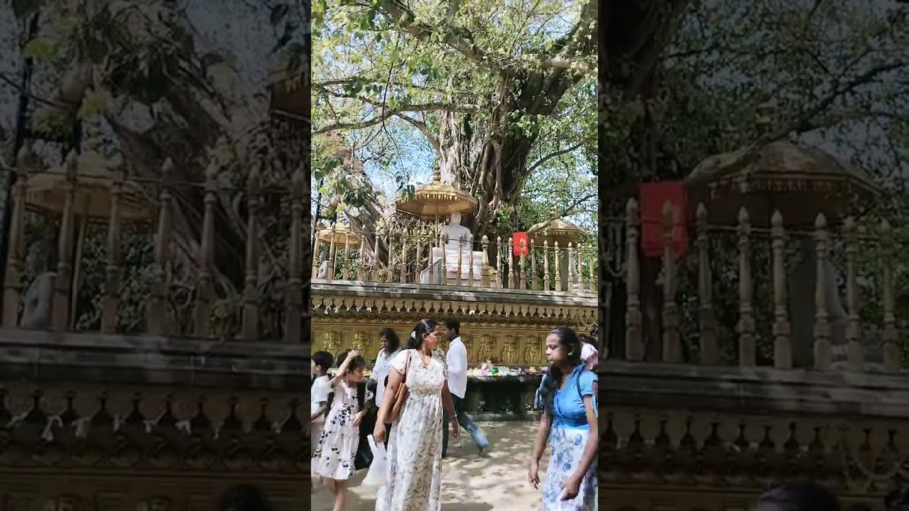බුදුසරණයී සුබ උදැසනක් වේවා 🙏🙏 temple sri lanka 🇱🇰 #everyone #highlights #trending #foryou #follow