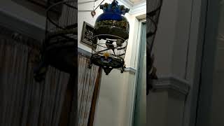 Download lagu perkutut bangkok 6 bulan mp3 Download lagu perkutut bangkok 6 bulan mp3