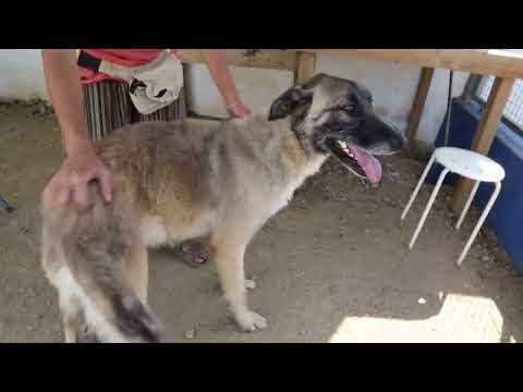 Lucky Dogs Montemor