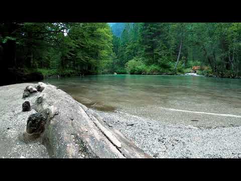 Musica Relaxante Com Imagens Da Natureza Gato Coins