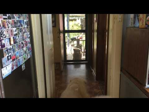 Finn the Samoyed X Golden Retriever Letting Luna In The House