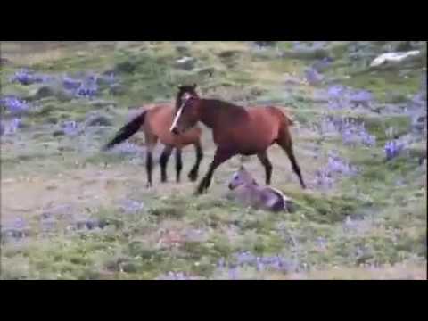 Instinto Materno -  Égua Protegendo filho Dos Potros.