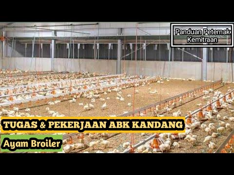 , title : 'Tugas Dan Pekerjaan ABK Kandang Ayam Broiler'