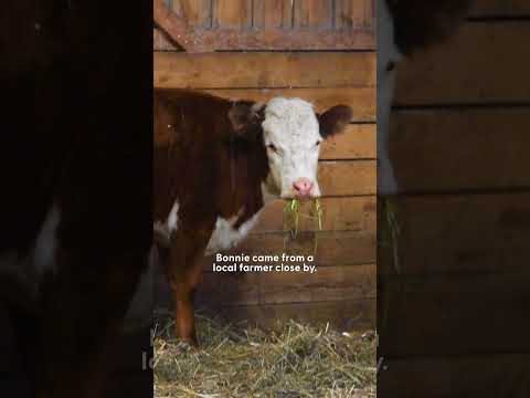 Cow Who Escaped Farm Survives Winter With Wild Deer | The Dodo