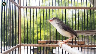 Download lagu Panggilan Prenjak Klik Gacor Ngebren Cari Lawan....!!! Cocok Buat Pancingan Prenjak Klik Anda mp3