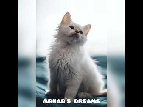 A cute cat with song