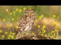 Little Owl And Its Call
