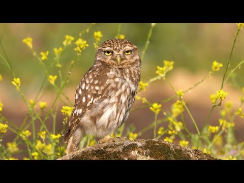 Kuvik obyčajný (Athene noctua) a jeho volanie, Extremadura, Španielsko