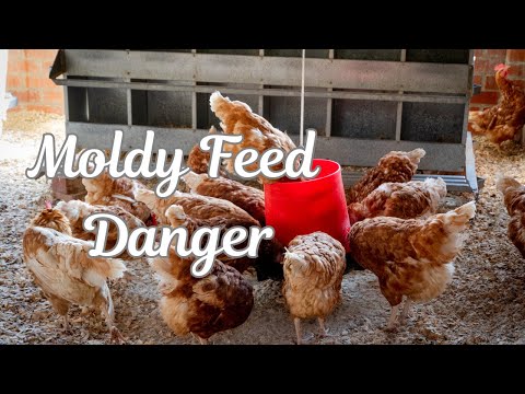 Moldy Chicken Feed: How to Spot it and Keep Your Flock Safe