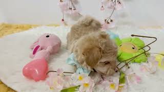 ハーフ犬の動画01