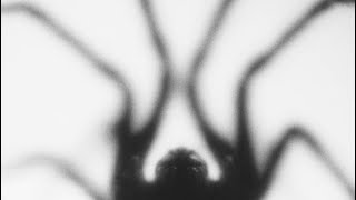 Not Scientists - Caught In A Web (2025) video