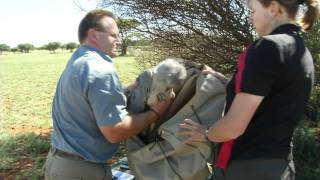 Tshipi the Secretary Bird .mov