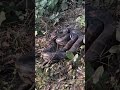 Anaconda In Bijnor Snake Shorts Tranding Anaconda Wildlife Adventure Venom