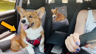 Best Dog Car Seat - Driving with 2 Corgis