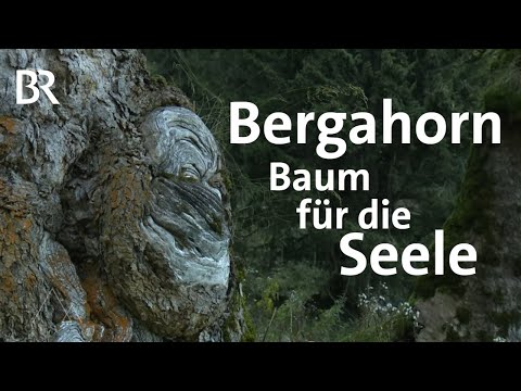 Der Bergahorn: Stummer Zeuge der Zeit  | Bergauf-Bergab | Doku | BR