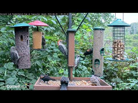 Young Red-bellied Woodpecker Receives Bites Of Suet From Male – Aug. 29, 2023