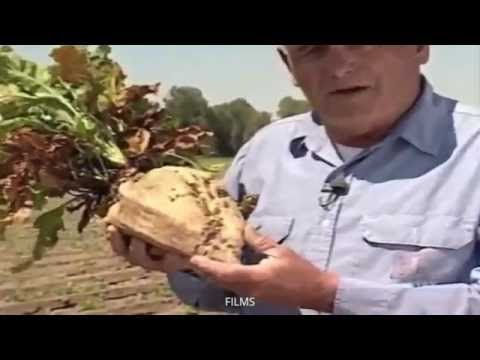 The Secrets of Sugar - the fifth estate