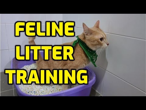 How To Litter Train A Cat (Important Tips!)