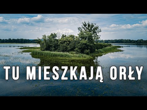 PTASI RAJ W POLSCE - Stawy Milickie w Dolinie Baryczy