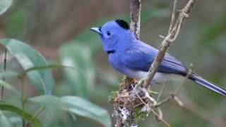 Download lagu Burung Kehicap ranting Di Alam mp3 Download lagu Burung Kehicap ranting Di Alam mp3