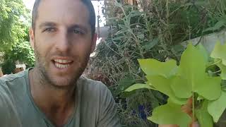 ליפופית הבטטה הצמח הכי שווה בעולם לכיסוי שטח