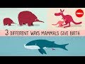 The Three Different Ways Mammals Give Birth Kate Slabosky