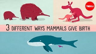 Kate Slabosky & Julianna Zarzycki - The Three Different Ways Mammals Give Birth