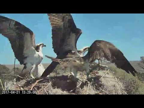 Unknown Osprey Intrudes with a Crash Landing in Savannah – Apr. 21, 2017
