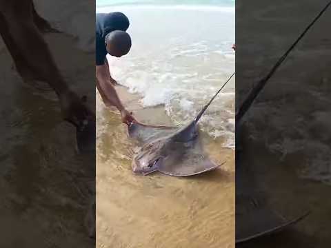 Rare encounter #travel #beach #africa #fish #shorts