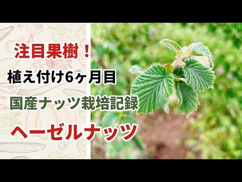 ヘーゼルナッツブッシュ、一般的なヘーゼルナッツ 植物