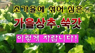 [텃밭농부 2,101]  초가을에 뿌렸든 가을상추. 쑥갓이 이렇게 자랐습니다! #상추재배 #쑥갓재배
