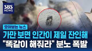 드디어 잡힌 고양이 학대범..전문가들이 짚은 포인트들 / SBS / 모아보는 뉴스