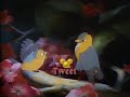 Disney S Sing Along Songs Let S All Sing Like The Birdies Sing