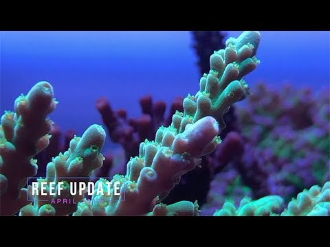 Reef Update | April 2019