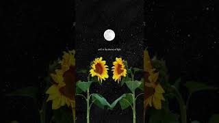 When someone give someone sunflowers, you're offering them more than just something beautiful ❤️