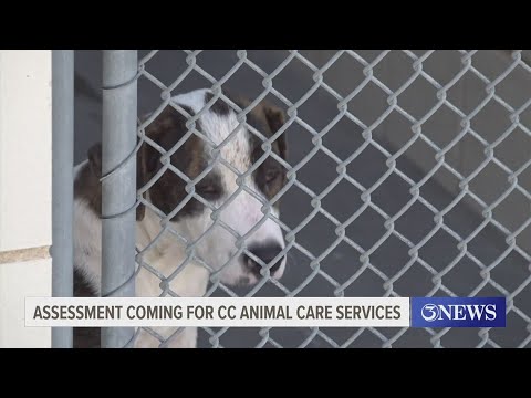 Animal Care Services look to hire 8 more officers | kiiitv.com