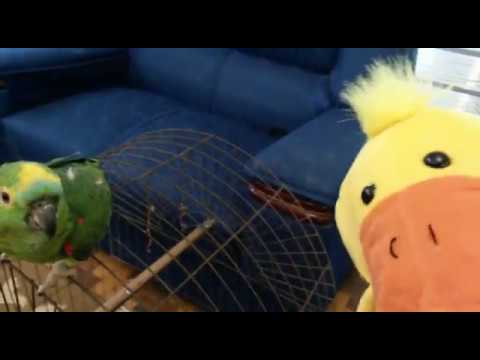 Papagaio Nervoso kkkk - Pato Rouco